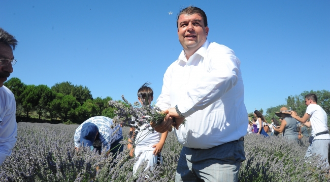 Mis kokulu lavanta hasadına geri sayım başladı