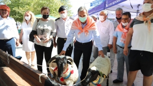 2600 yıllık gelenek; Urla Bağbozumu Etkinlikleri