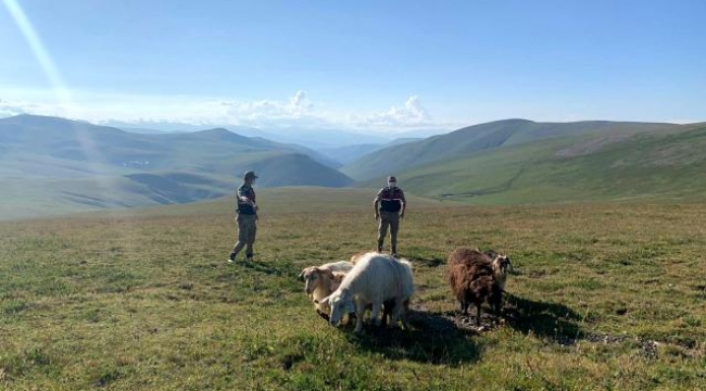 Ardahan'da çalınan 12 koyununun, 5'ini telef eden 2 şüpheli gözaltına alındı
