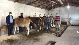 Ardahan’da çalınan 7 adet büyükbaş hayvan Kars’ta bulundu