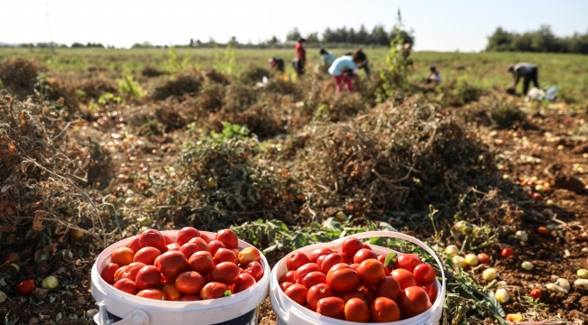 Tarlada Kalmadı Bucalı Kadınlar Kazandı