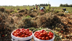 Tarlada Kalmadı Bucalı Kadınlar Kazandı