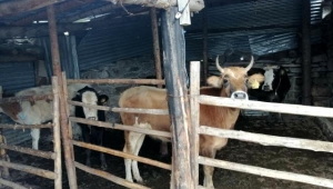 Ardahan'da 6 büyükbaş hayvanın ele geçirildi, 3 kişi gözaltına alındı.