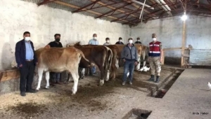 Ardahan'da kaybolan büyükbaş hayvanlar Kars'ta bulundu