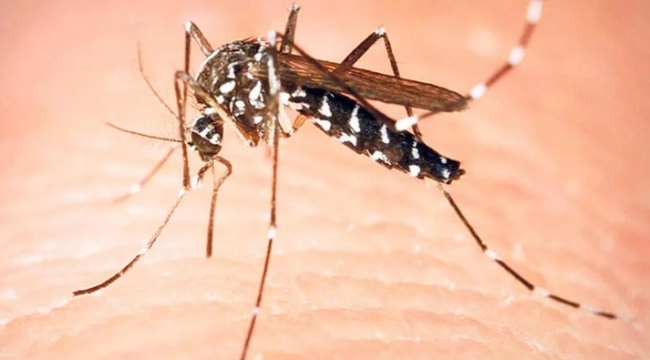 Asya kaplan sivrisineği tehlikesi! 3 ölümcül hastalık riski var
