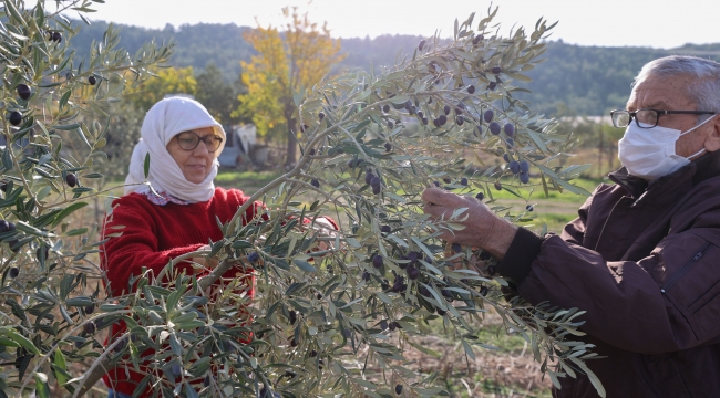 -	Buca’da “burs hasadı” başladı