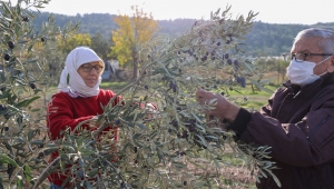 -	Buca’da “burs hasadı” başladı