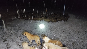 Kar yağışı yağışı ve sis nedeniyle yolunu kaybeden çoban ve 300 koyunu kurtarıldı