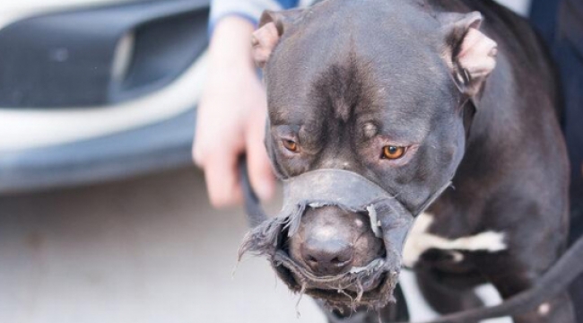 İçişleri Bakanlığı duyurdu! Yüzlerce kişiye ‘pitbull’ cezası…