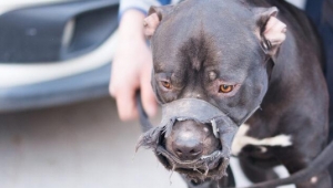 İçişleri Bakanlığı duyurdu! Yüzlerce kişiye ‘pitbull’ cezası…