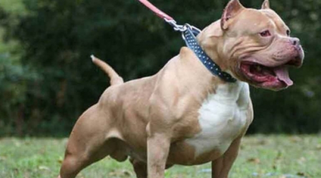 Pitbull köpekleri silah gibi kullanan terör bağlantılı suç örgütü çökertildi