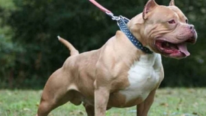 Pitbull köpekleri silah gibi kullanan terör bağlantılı suç örgütü çökertildi