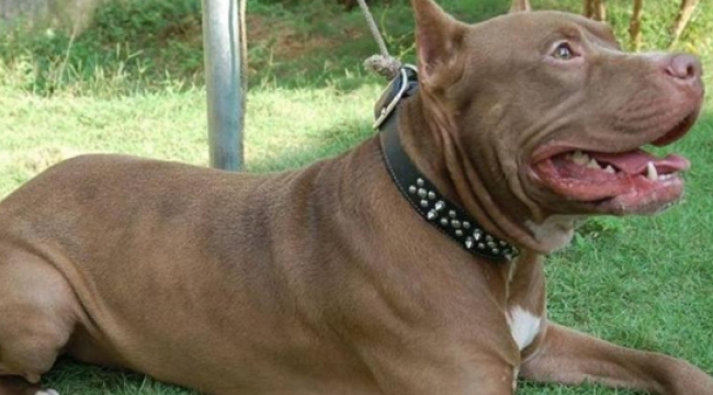 Cezadan korkup pitbulları sokağa salıyorlar