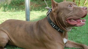 Cezadan korkup pitbulları sokağa salıyorlar