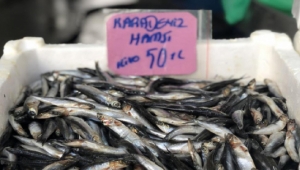 Hamsinin fiyatı cep yakıyor