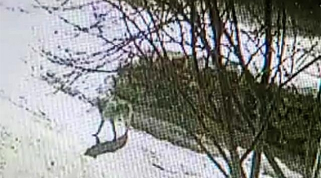  Ardahan'da Aç kurt yavru köpeği böyle götürdü