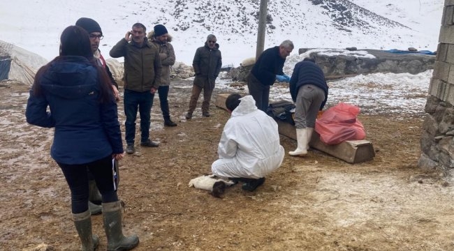 Arpaçay'da 10 günde 100 adet ani kuzu ölümleri yaşandı!