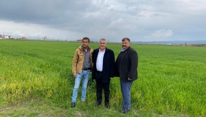 Torbalı Belediyesi, tarlalarına buğday ekti