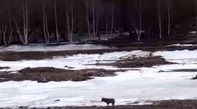 Ardahan'da üniversiteyi aç kurtlar bastı
