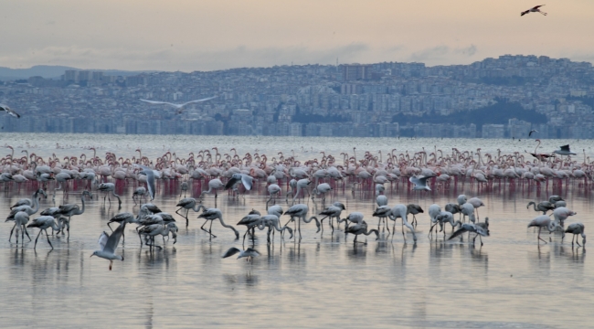 Gediz Deltası “Birding Places” Ağına Dahil Oldu