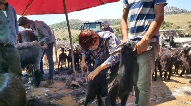 Karaburun’da Kırkım Şenliği 26 Haziran’da
