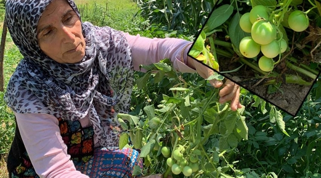 Sakarya'da ilginç olay! Patates ekti domates çıktı
