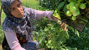 Sakarya'da ilginç olay! Patates ekti domates çıktı