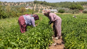 Buca’da üreticinin ilk hasat coşkusu