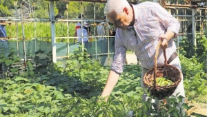 İlk hasat başkandan