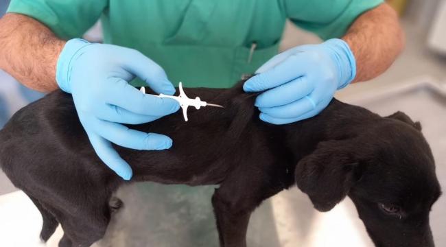 İzmir’de 32 bin sokak köpeğine mikroçip takıldı