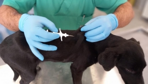 İzmir’de 32 bin sokak köpeğine mikroçip takıldı