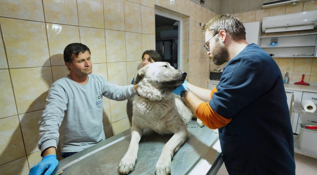 Depremzede köpek İzmir’de yaşayacak