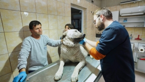 Depremzede köpek İzmir’de yaşayacak