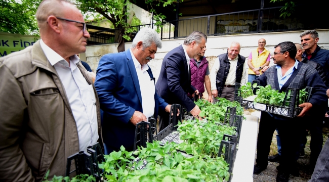 Bornova’da yerel üreticiye 500 bin fide