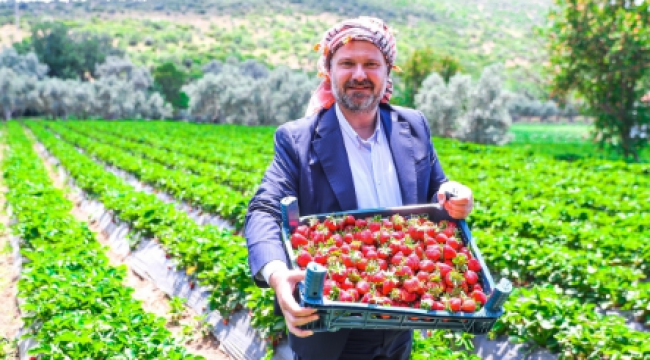 Menemen'de Çilek Kokulu Günler Başlıyor