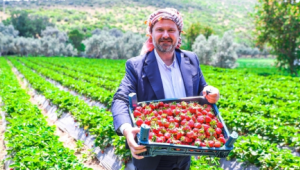 Menemen'de Çilek Kokulu Günler Başlıyor