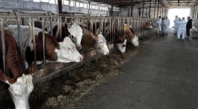 Ardahan'da şap tehlikesi: 116 köydeki 250 bin 554 büyükbaş hayvan aşılandı