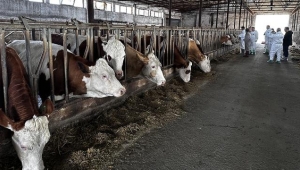 Ardahan'da şap tehlikesi: 116 köydeki 250 bin 554 büyükbaş hayvan aşılandı
