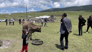 Ardahan'da Şap Hastalığı Kontrol Altına Alınıyor