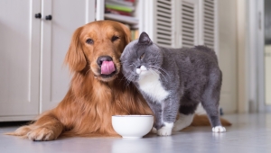 Pet sektörü yeni pazar arayışı ile ihracatını 400 milyon dolara çıkaracak