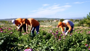 Seferihisar’da ‘ekinezya’ hasadı heyecanı
