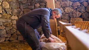 Kaçeli koyunlarının yeni evi Olivelo Yaşayan Parkı