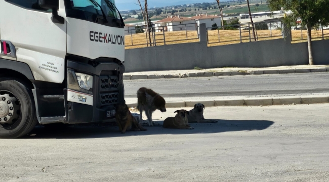 Ulukent Ortaokulunda Başıboş Köpekler Tehlike Saçıyor