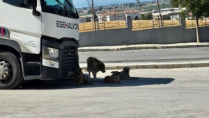 Ulukent Ortaokulunda Başıboş Köpekler Tehlike Saçıyor