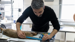 Ağır yaralı bulundu, sağlıklı şekilde doğaya salındı