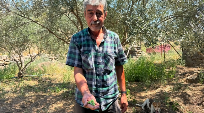Menemen Belediyesi’nden tarıma asırlık hizmet!
