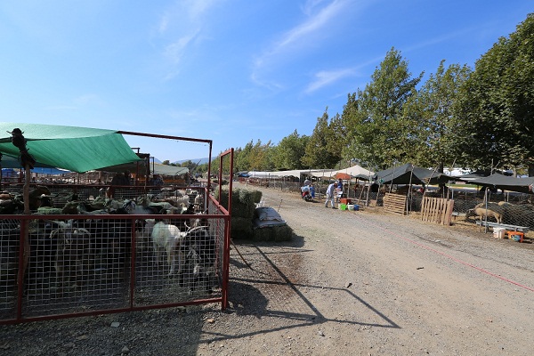Selçuk Kurban Bayramına Hazır