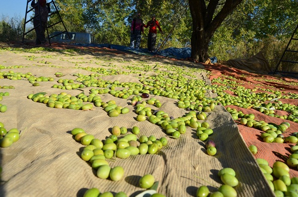 Sofralık Zeytin rnİhracatını Rekor İhracat Fiyatı da Kurtaramadı
