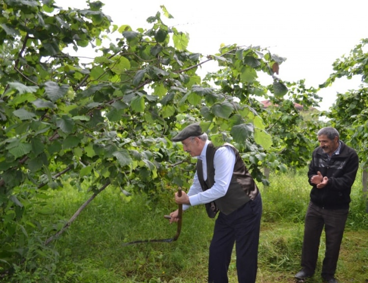 Kılıçdaroğlu'ndan Ordu'da fındık gafı haberi