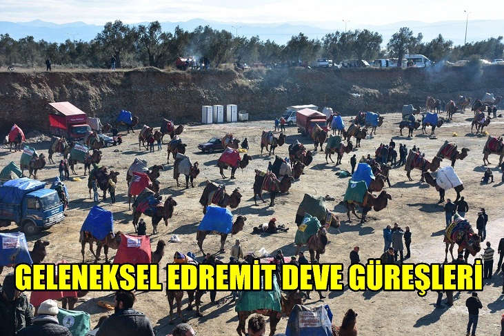 GELENEKSEL EDREMİT DEVE GÜREŞLERİ YAPILDI..